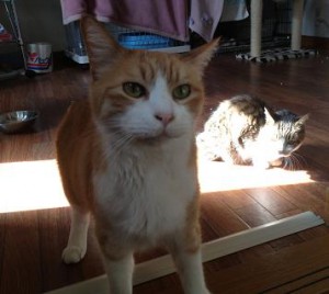 ろう日向ぼっこ