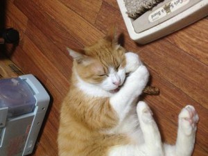 またたび