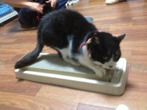 ナツ爪とぎ
