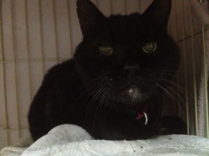 IMG_3788