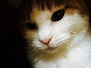 IMG_5283