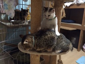 猫　２