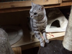 チーク
