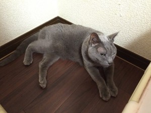 月見く