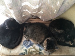 あけおめ