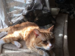 IMG_0205