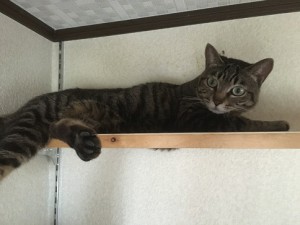 板チョコ