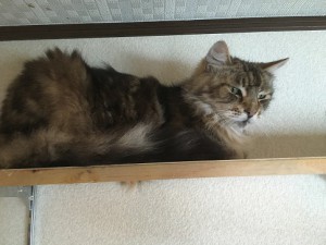 ゆうた