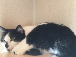 はな