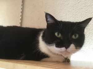 ココ