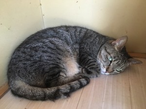 ノコ