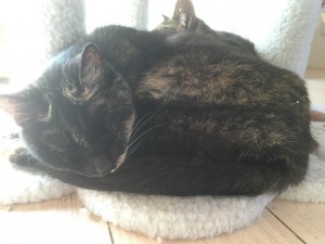 ななこ