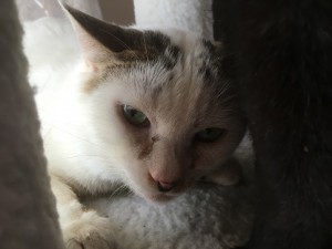 ふく