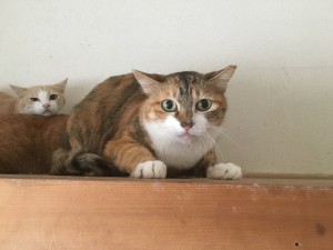 IMG_1450