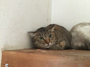IMG_1451
