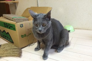 ロコ