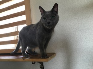 月見