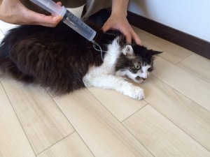 レオ