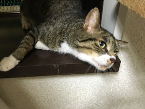 さんた
