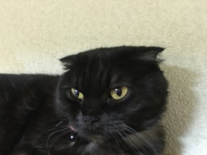 さんぺ