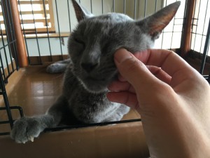 月見