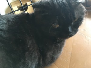 さんぺ20160913