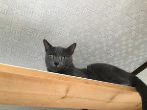 IMG_1766