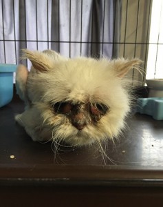 つう