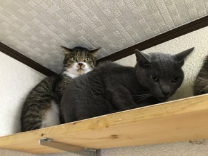 20161115いー