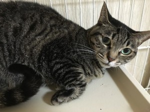 ちょこ