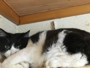 20160827あご