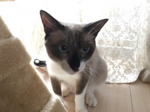 チョン