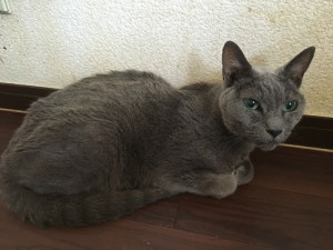 20160913月見