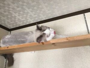 小太郎20160913