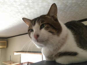 ごう20160919