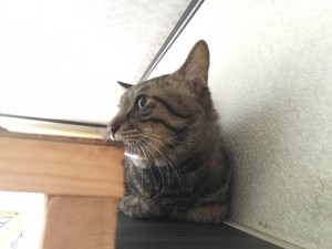ジュウ20160919