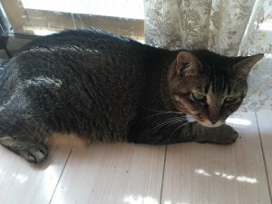 大作20161012
