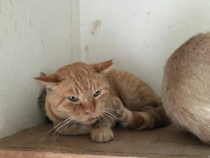 おこげ