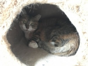 三毛ベロ