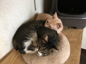 仲良し生活