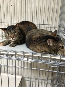 2016野毛猫