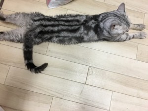 チビ太1129