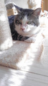 20161122がた