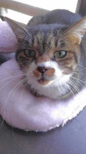 20161123 サンタ