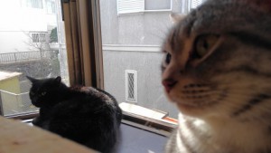 20161121 さくら　ハル