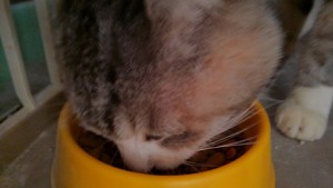 ２０１６１１２１　カンキチ