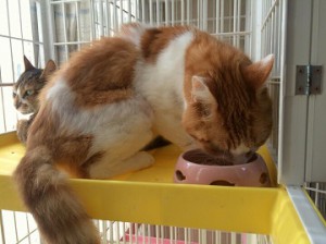 20161130　寄付を食べる優