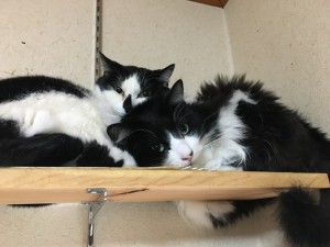 20161207ハナゴ