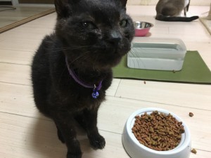 20161221ヤマト