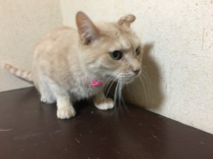 20161227ハル